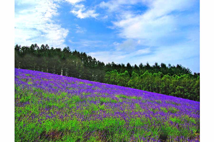 北海道 上富良野 日の出ラベンダー園 花畑 4切W 風景写真