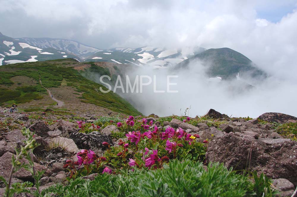 【大雪山 層雲峡】 大雪山は北海道中央部にある旭岳などの山々からなる巨大な山塊の名称で、辺り一帯は大雪山国立公園に指定されています。 スケールの大きい景色と自然が人を魅了し、また高山植物の宝庫としても有名で、ピンクの花はエゾツツジ（蝦夷躑躅...