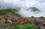 北海道 大雪山 雲と高山植物 層雲峡より登山 4切W 風景写真 4W-289