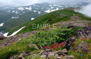 風景写真ポスター 北海道 層雲峡 大雪山 可憐な高山植