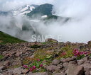 北海道 大雪山 雲と高山植物 層雲峡より登山 4切 風景写真 4-291