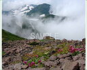 風景写真ポスター 北海道 層雲峡 大雪山 可憐な高山植物たち osp-291