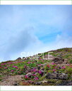 北海道 大雪山 雲と高山植物 層雲峡より登山 4切 風景写真 4-294