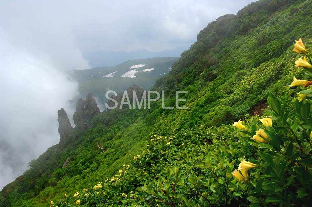 大雪山とは旭岳をはじめとする火山群の名称で、大雪山国立公園内には美しい渓谷美で知られる層雲峡もあります。 この一帯は高山植物の宝庫であり、日本一早い紅葉の名所としても有名です。 黄色の花はウコンウツギ（鬱金空木) です。 ◆サイズを2種類ご...