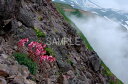 風景写真ポスター 北海道 層雲峡 大雪山 可憐な高山植物たち プレゼント ギフト お祝い 結婚 新築 誕生日 記念日 年祝い osp-297