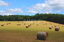 北海道 富良野 麓郷 牧草ロール 4切W 風景写真 4W-307