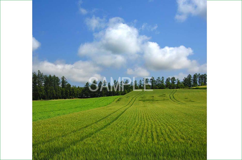 北海道の大地に広がる、のびやかで、おだやかな風景をお楽しみください。 さわやかな風までも、感じられそうな……。 ◆サイズを2種類ご用意いたしました。 A1：　84.1×59.4 センチ、A2：　59.4×42.0センチ◆風景写真ポスター 北海道 富良野 麓郷 麦畑◆ ◆風水では絵画より、写真を飾る方が効果が高いと言わます。 ◆絵画と異なり、リーズナブルな料金でスペースを飾ることができ、その景色を臨場感たっぷりに味わうことができます。 【飾り方と用途】 お好みの額に入れたり、ボードに貼り付けたりして、オフィスのアクセント、リビングや玄関のインテリアとして、癒やしの空間、お部屋の雰囲気作りに、旅の思い出として飾ってください。 おしゃれなインテリアアートとして、お祝い、ギフトにお薦めです。 新築や引っ越しのお祝い、入学や卒業のお祝い、成人式やご結婚、お誕生日のプレゼント、クリスマスプレゼントなど、各種ギフト用品として幅広くお使いください。きっと喜んでいただけることでしょう。 パソコンのモニターの色と、実際の商品の色が多少異なることがあります。