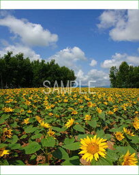 北海道 美瑛 四季彩の丘 ひまわり 4切 風景写真 4-309