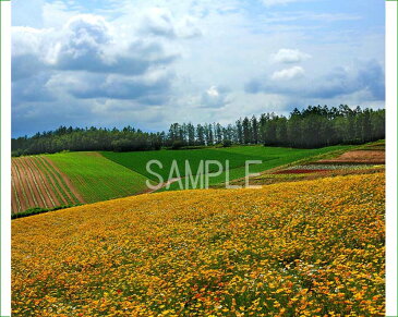 北海道　美瑛　四季彩の丘　花畑　6切写真　【RCP】 6-312【楽ギフ_包装】