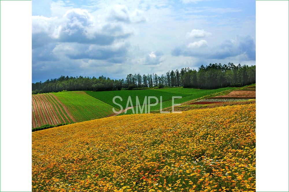 風景写真ポスター 北海道 美瑛 四季彩の丘 花畑 壁掛け 壁飾り 模様替え 雰囲気作り ボタニカル リビング ダイニング オフィス 玄関 osp-315