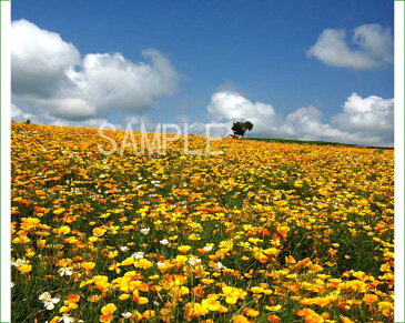 北海道　美瑛　四季彩の丘　花畑　6切写真　【RCP】 6-314【楽ギフ_包装】