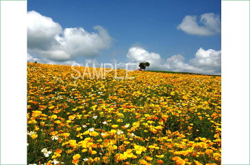 風景写真ポスター　北海道美瑛　　四季彩の丘　花畑　壁飾り 風景画 壁掛け絵画　壁飾り リビング・オフィス・美術室・モデルルームの施設に最適 osp-314