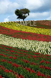 風景写真ポスター 北海道 美瑛 四季彩の丘 花畑 ボタニカル グラフィック アート 癒やし オシャレ モダン osp-316