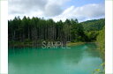 北海道 美瑛 白金 青い池 4切 風景写真 4W-320