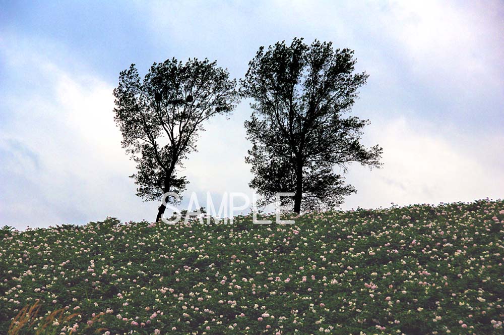 風景写真ポスター 北海道 美瑛 パフィーの木とジャガイモの花 ボタニカル グラフィック アート ウォールデコ 癒やし オシャレ モダン osp-326