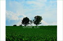 風景写真ポスター 北海道 美瑛 親子の木 アートパネル モダン 壁飾り 風景画 壁掛け リビング osp-327 大型写真 風景 空 雲 きれいな白い雲 花