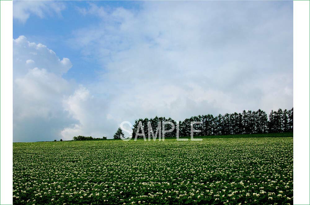 風景写真ポスター 北海道 美瑛 マイルドセブンの丘 壁飾り インテリア 写真ポスター 絵画 おしゃれ 壁掛け インテリア アートパネル osp-344