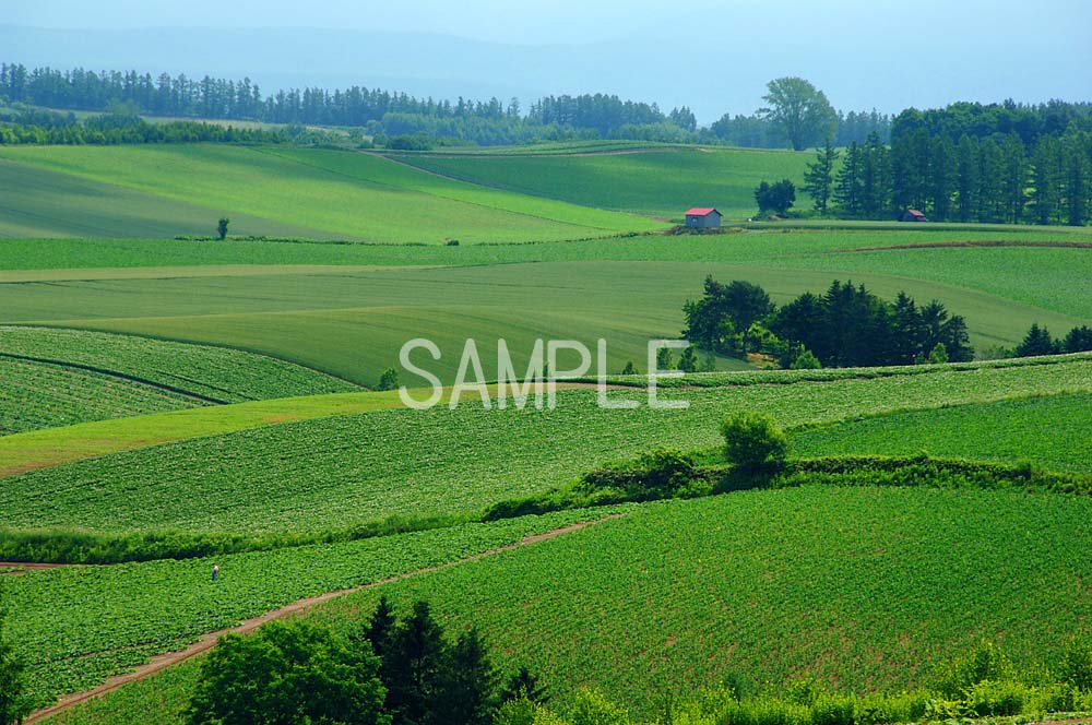 北海道 美瑛 赤い屋根の家 4切W 風景写真 4W-349