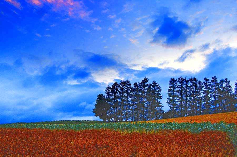 風景写真ポスター 北海道 美瑛 赤麦の丘 夜明け osp-3
