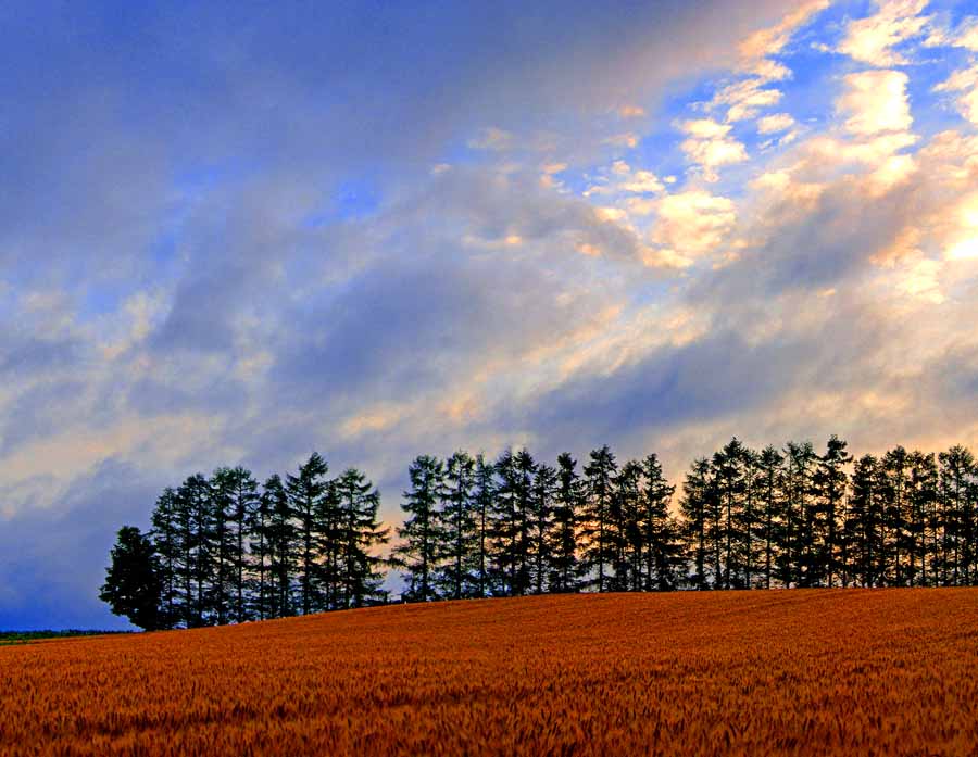 北海道 美瑛 赤麦の丘 朝 4切W 風景写真 4W-361