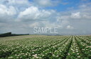 風景写真ポスター 北海道 美瑛 ジャガイモの花 osp-381