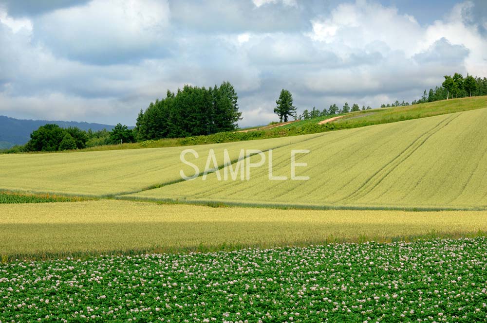 風景写真ポスター 北海道 美瑛 麦とジャガイモ畑 osp-383