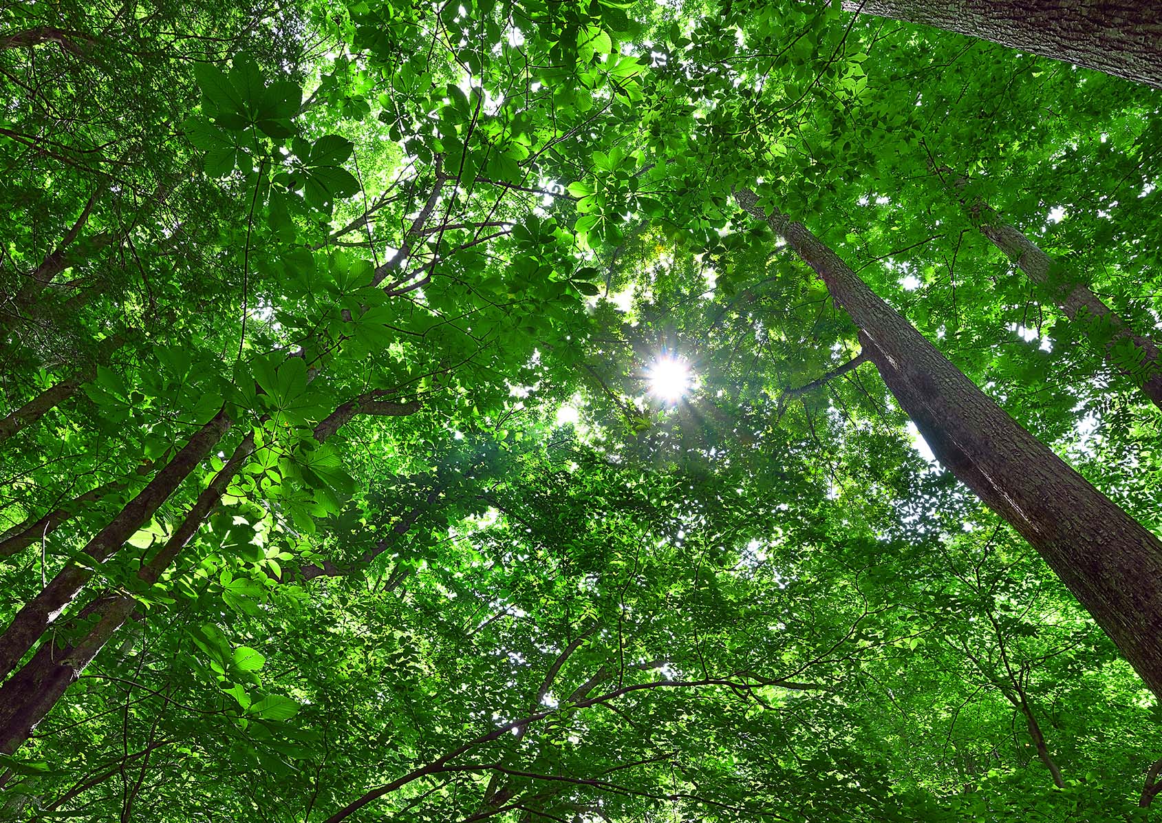 風景写真ポスター 不動滝付近 木漏れ日 新緑と太陽 10 プレゼント ギフト お祝い 結婚 新築 誕生日 記念日 年祝い TKP-023