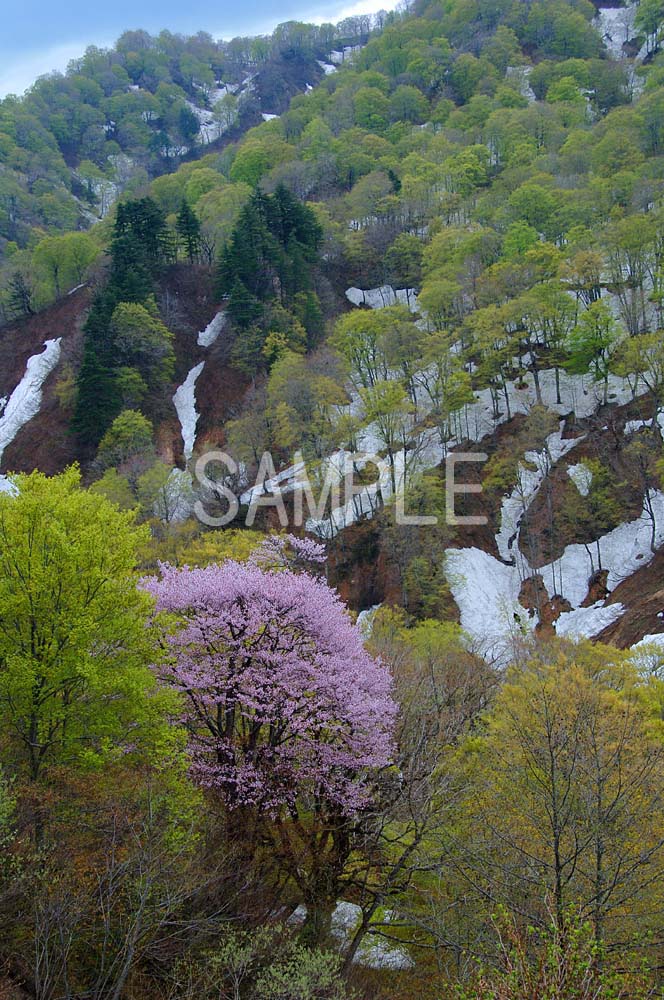 【大鳥池】 山形県朝日連峰の奥深くにある、周囲約4km、最大水深約68mの堰止湖。 大自然のど真ん中！　夜は星空が湖面にも映り込み、なかなかほかでは見られない素敵な光景です。 幻の巨大魚「タキタロウ」が棲むともいわれています。 4切Wは6切、4切よりもワイドなサイズです。 ◆写真サイズを3つの種類から選択してください。 ◆発送：普通郵便（時間指定不可） ギフト対応◆4切W写真をどれでも2枚以上お買上げで、送料無料！◆ お買上げ後、当店より送料無料に訂正したメールをお送りします。