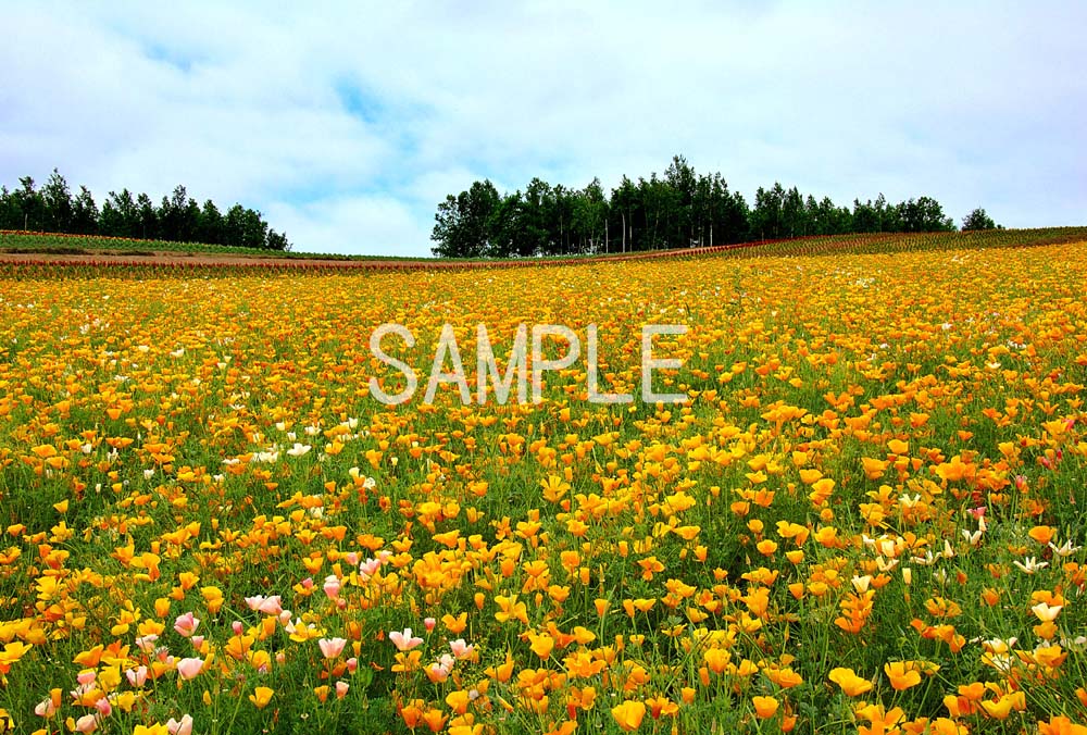 風景写真ポスター 北海道 美瑛の花畑 ボタニカル グラフィッ