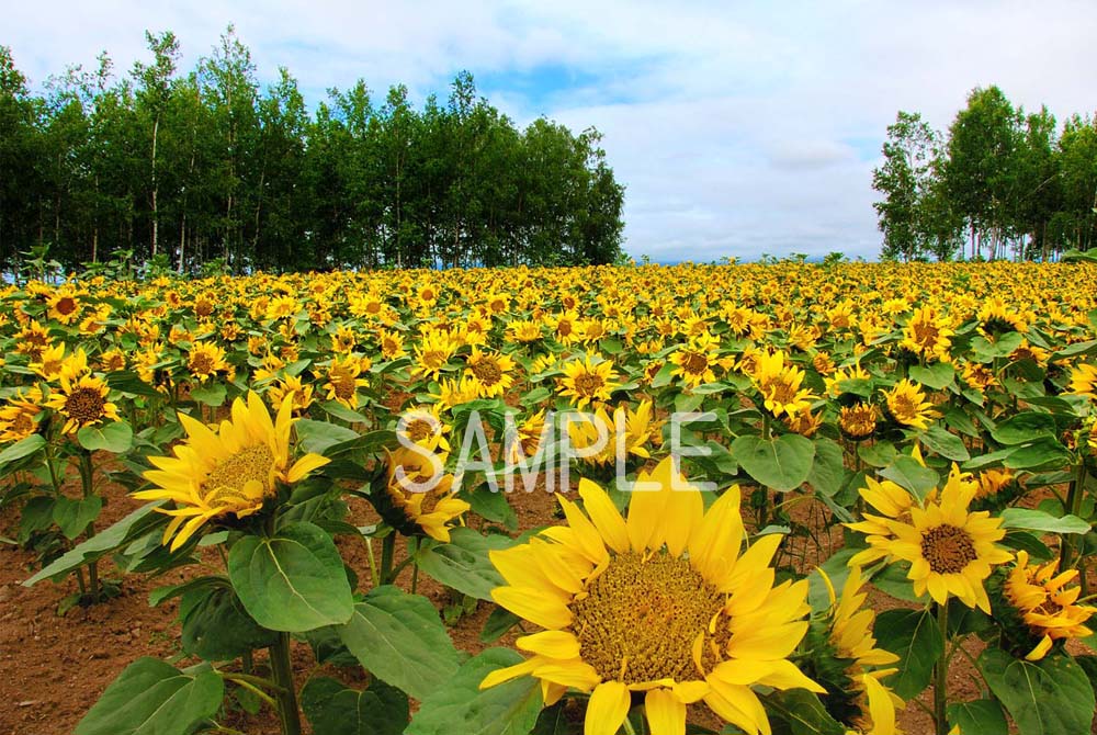 風景写真ポスター 北海道 美瑛 ひまわり畑 ボタニカル グラフィック アート 癒やし オシャレ モダン リビング オフィス osp-66