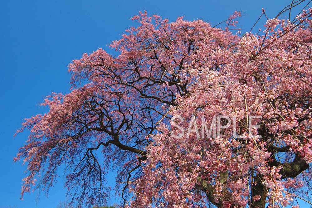 福島 平田 桜 4切W 風景写真 4W-31