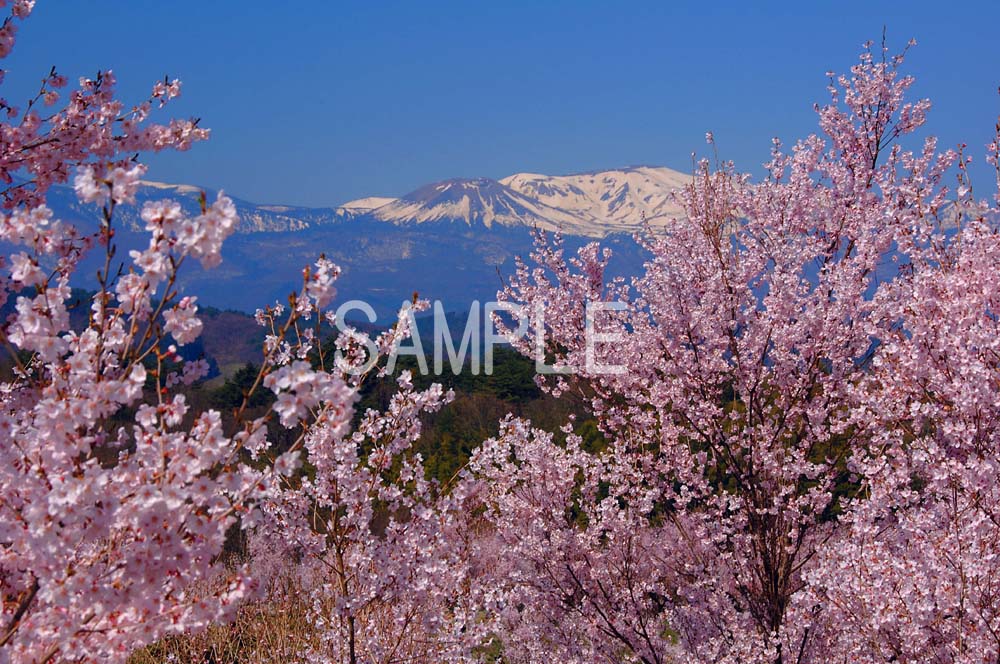 【平田】 福島市の桜の名所のひとつ。美しい里山です。 枝垂れ桜や、天然記念物に指定されている桜のほかに、花桃やレンギョウなどが咲き競う様は見事です。 4切Wは6切、4切よりもワイドなサイズです。 ◆写真サイズを3つの種類から選択してください。 ◆発送：普通郵便（時間指定不可） ギフト対応◆4切W写真をどれでも2枚以上お買上げで、送料無料！◆ お買上げ後、当店より送料無料に訂正したメールをお送りします。