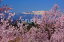 福島 平田 桜と吾妻山 4切W 風景写真 4W-30 605円
