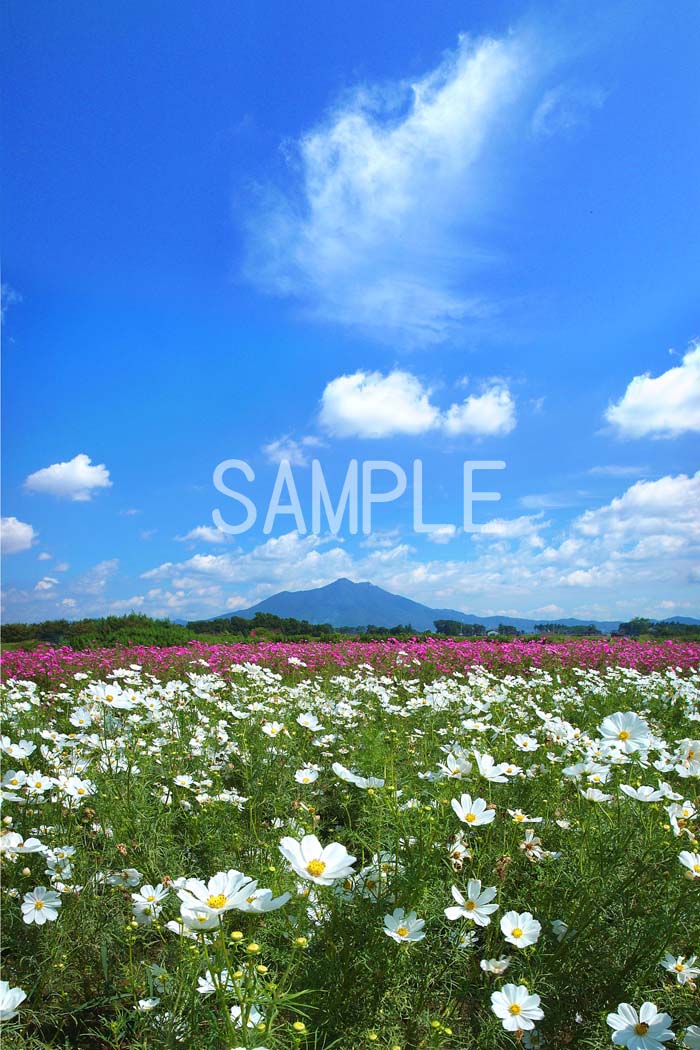 風景写真タペストリー 筑波山とコスモス 花 ボタニカル ウォールデコ グラフィックアート インテリア 壁飾り 壁掛け 模様替え 雰囲気作り リフォーム 新築 お...