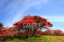 風景写真ポスター 福島 高柴山 ヤマツツジ 01 osp-11