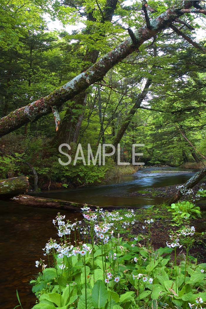 栃木 日光 戦場ヶ原遊歩道 湯川 倒木とクリンソウ 4切W 風景写真 4W-88