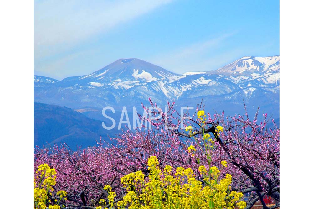 【吾妻の雪うさぎ】 吾妻小富士の残雪がうさぎのような形になる頃、福島は遅い春を迎えます。 この雪うさぎが見える頃になると、農家では種まきが始まるので、種まきうさぎとも呼ばれます。 花桃、菜の花、梅、桜、レンギョウなどが咲き競う、美しい時季で...