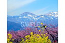 福島 花桃と菜の花 吾妻の雪うさぎ 02 4切写真 4-20