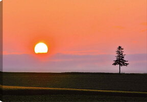 風景写真パネル 北海道 美瑛 セブンスターの木の丘 夕日 側面画像あり アートパネル インテリア 壁飾り 壁掛け 額要らず 模様替え 雰囲気作り 玄関 リビング オフィス ロビー プレゼント ギフト 贈答品 お祝い 結婚 新築 引っ越し 誕生日 記念日 HOK-175-B2skm