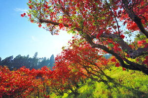 風景写真パネル 福島 東白川 塙町 風呂山公園 ツツジ 04 インテリア アートパネル パネル 写真 ボタニカル プレゼント ギフト お祝い 結婚 新築 誕生日 記念日 年祝い FRY004-M20