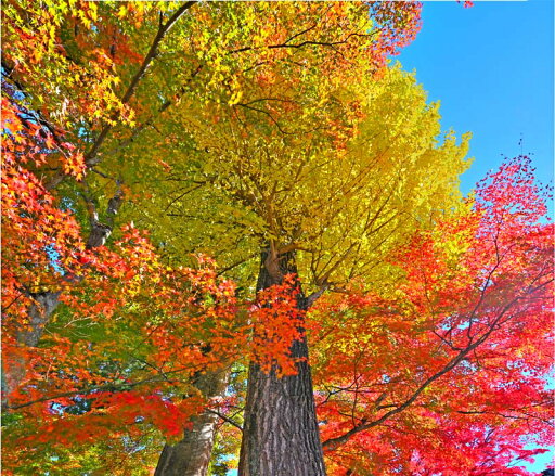 風景写真パネル 福島市 もちずり観音 紅葉 09 側面画像あり アートパネル インテリア ウォールアート パネル 写真 風景 秋 自然 風情 プレゼント ギフト お祝い 結婚 新築 出産 誕生日 入学 卒業 成人 年祝い 母の日 父の日 クリスマス 記念日 fuk-712-F15skm 風景写真パネル 福島市 もちずり観音 紅葉 09 側面画像あり アートパネル インテリア ウォールアート パネル 写真 風景 秋 自然 風情 プレゼント ギフト お祝い 結婚 新築 出産 誕生日 入学 卒業 成人 年祝い 母の日 父の日 クリスマス 記念日 fuk-712-F15skm
