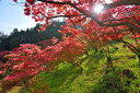 風景写真パネル 福島 東白川 塙町 風呂山公園 ツツジ 02 インテリア アートパネル パネル 写真 ボタニカル プレゼント ギフト お祝い 結婚 新築 誕生日...