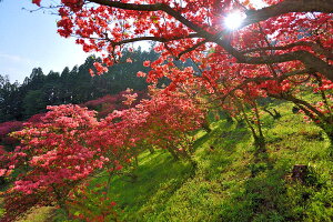 風景写真パネル 福島 東白川 塙町 風呂山公園 ツツジ 02 インテリア アートパネル パネル 写真 ボタニカル プレゼント ギフト お祝い 結婚 新築 誕生日 記念日 年祝い FRY002-M20