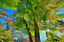 風景写真パネル 福島市 もちずり観音 紅葉 12 インテリア アートパネル ウォールアート グラフィックアート パネル 写真 壁掛け 壁飾り 模様替え 雰囲気作り 風景 景色 風情 秋 自然 癒やし 和み おしゃれ 玄関 リビング オフィス fuk-715-m30