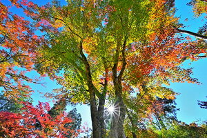 風景写真パネル 福島市 もちずり観音 紅葉 08 インテリア アートパネル ウォールアート パネル 写真 壁掛け 壁飾り 額要らず 模様替え 雰囲気作り プレゼント ギフト お祝い 結婚 新築 引っ越し 出産 誕生日 入学 卒業 成人 母の日 父の日 記念日 fuk-705-m30