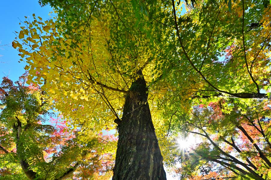 風景写真パネル 福島市 もちずり観音 紅葉 06 インテリア アートパネル ウォールアート パネル 写真 壁掛け 壁飾り 額要らず 模様替え 雰囲気作り プレゼ...