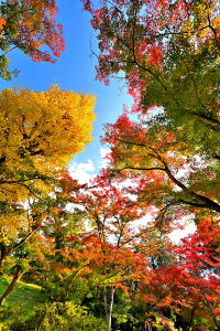 風景写真パネル 福島市 もちずり観音 紅葉 20 インテリア アートパネル ウォールアート パネル 写真 壁掛け 壁飾り 額要らず 模様替え 雰囲気作り プレゼント ギフト お祝い 結婚 新築 引っ越し 出産 誕生日 入学 卒業 成人 母の日 父の日 記念日 fuk-707-m30