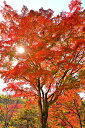 風景写真パネル 福島市 もちずり観音 紅葉 17 インテリア アートパネル ウォールアート パネル 写真 風景 秋 自然 風情 プレゼント ギフト お祝い 結婚 新築 出産 誕生日 入学 卒業 成人 年祝い 母の日 父の日 記念日 fuk-702-m25