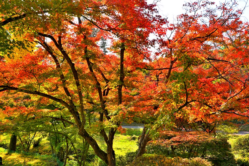 風景写真ポスター 福島市 もちずり観音の紅葉 25 アート グラフィック ボタニカルアート インテリア ウォールデコ リビング ダイニング オフィス 玄関 FUK-134-A