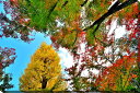 風景写真パネル 福島市 もちずり観音 紅葉 16 側面画像あり インテリア アートパネル ウォールアート パネル 写真 風景 秋 自然 風情 プレゼント ギフト お祝い 結婚 新築 出産 誕生日 入学 卒業 成人 年祝い 母の日 父の日 記念日 fuk-710-m30skm